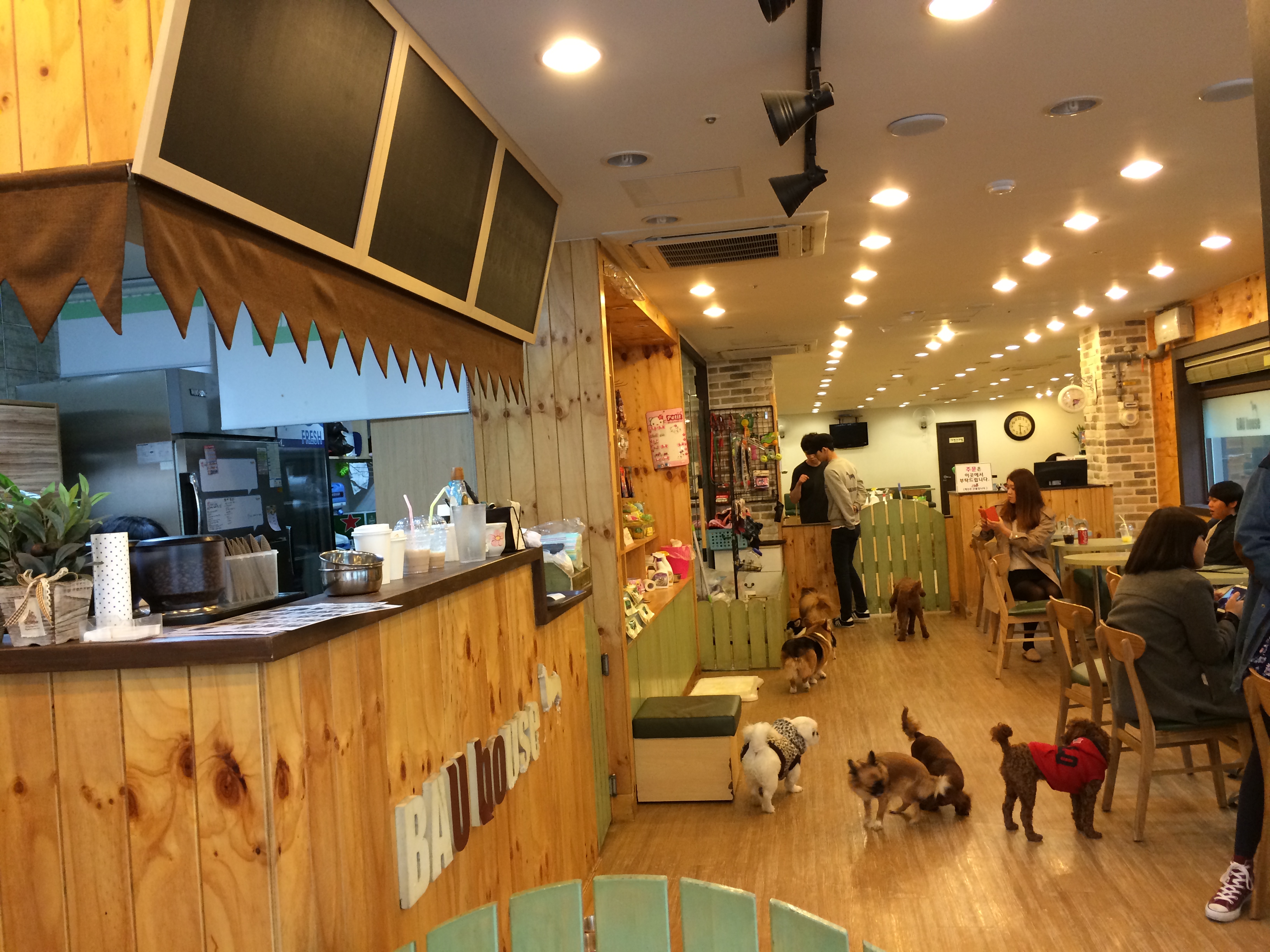 19 MARCH 2014 MY FIRST VISIT TO A DOG  CAFE  GRACING KOREA 